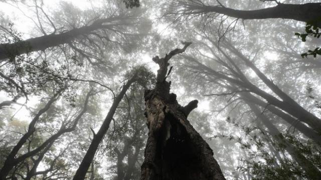 Vista de un bosque en la región del Maule, Chile.