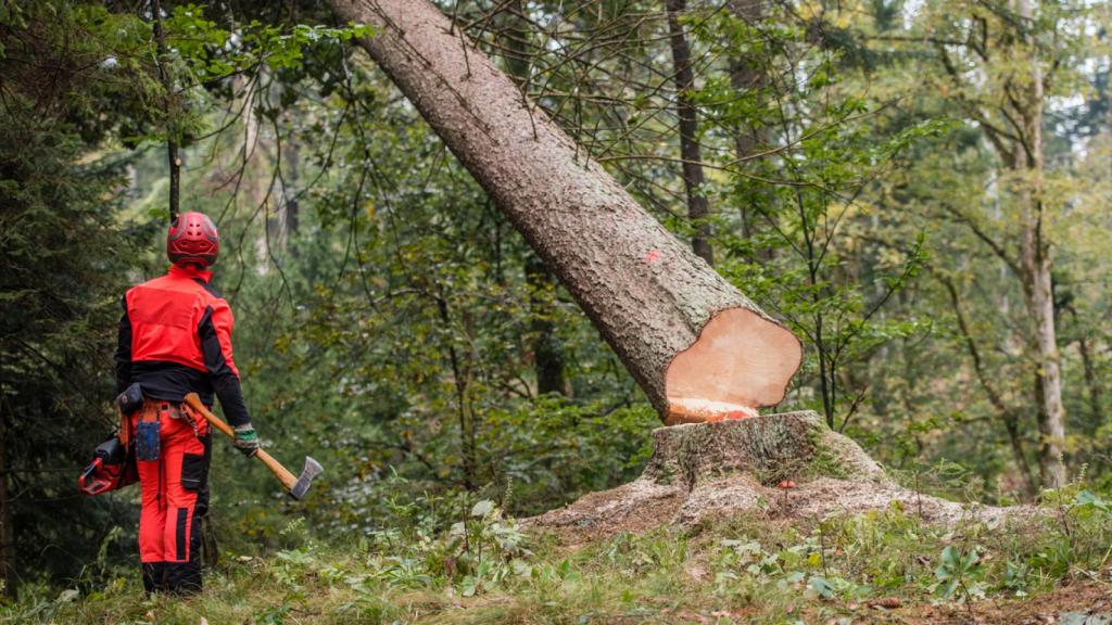 La expansión de tierras agrícolas es la principal causa de deforestación.