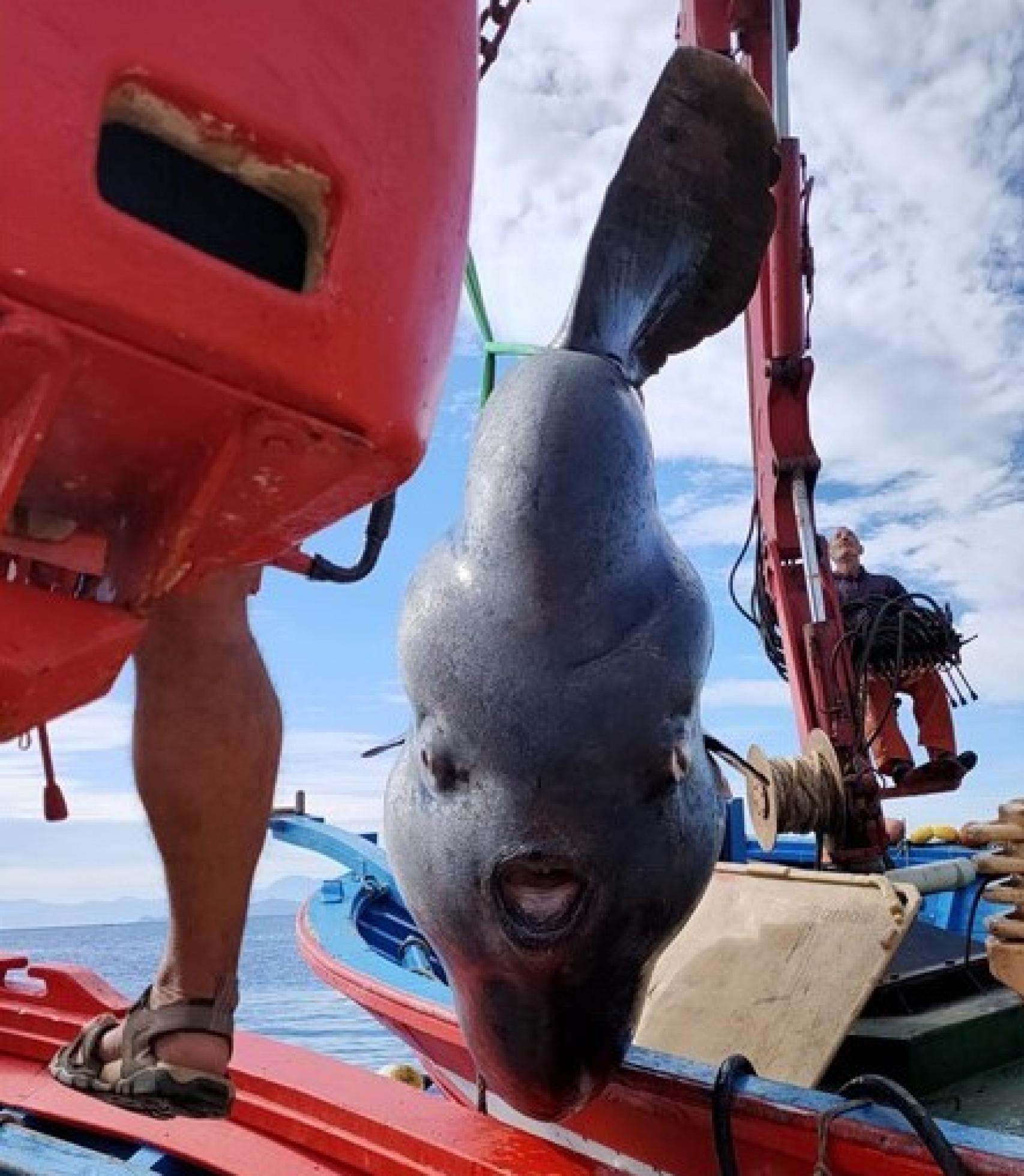 El gigantesco pez luna, colgado de dos grúas durante la operación de estudio y rescate.