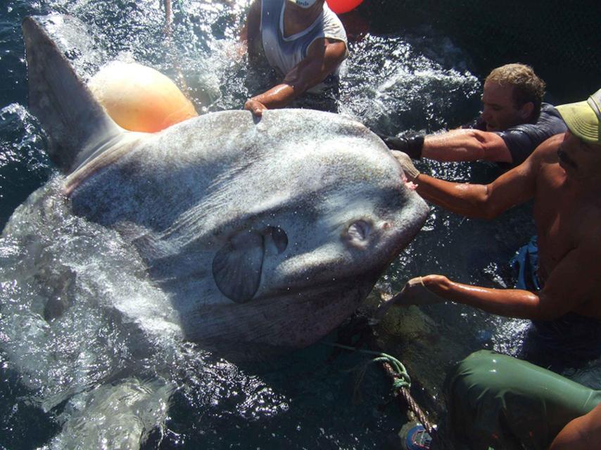 Lukas Kubicek, arriba a la derecha, rescatando con pescadores un pez luna anterior, de menor tamaño.