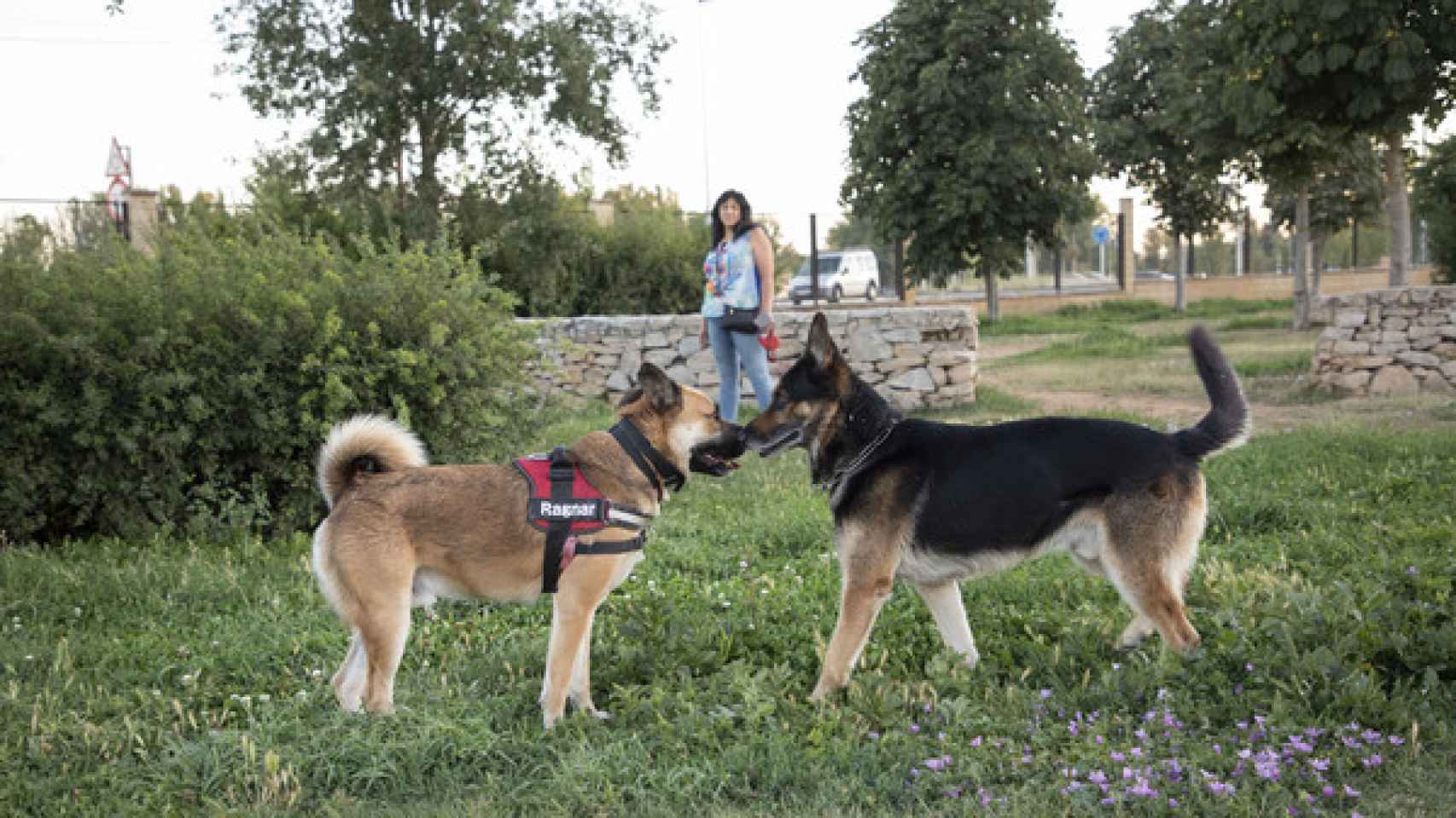 Dos perros en un parque de la capital salmantina