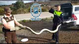 La Policía de Málaga recupera una serpiente boa de más de 2,30 metros: unos ciclistas la encontraron en Campanillas