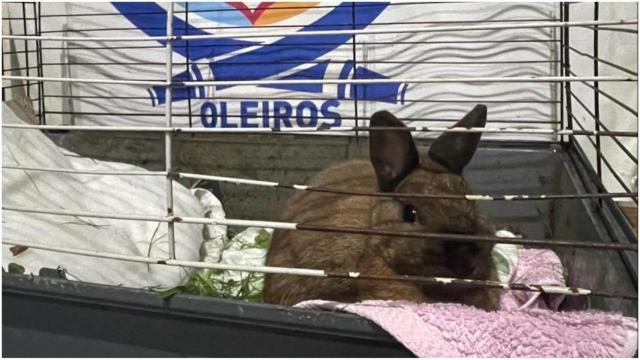 El conejo rescatado en Oleiros.