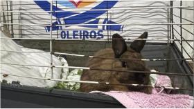 El conejo rescatado en Oleiros.