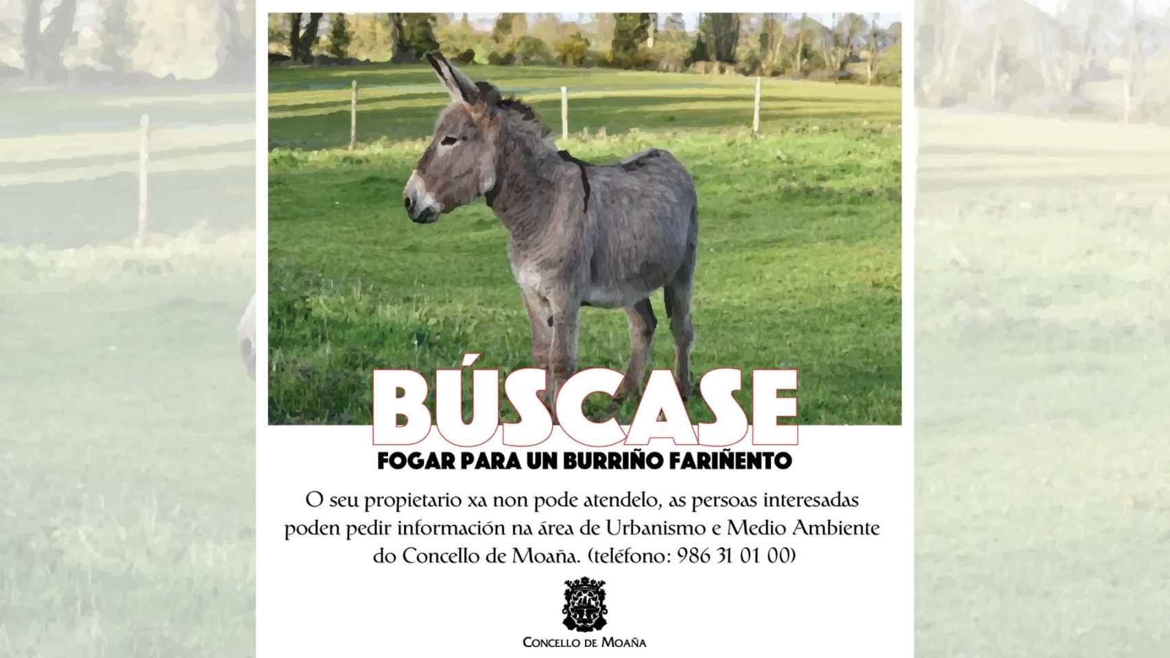 Cartel publicado por el Concello de Moaña para encontrarle un nuevo hogar a Pancho.