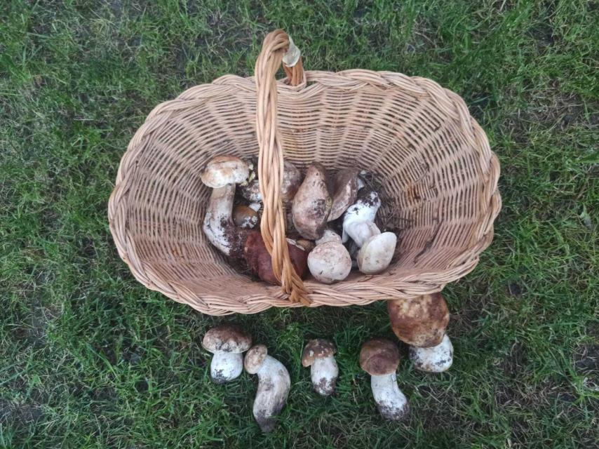 Cesta con ejemplares de boletus,  que se puede encontrar en estas fechas de forma excepcional