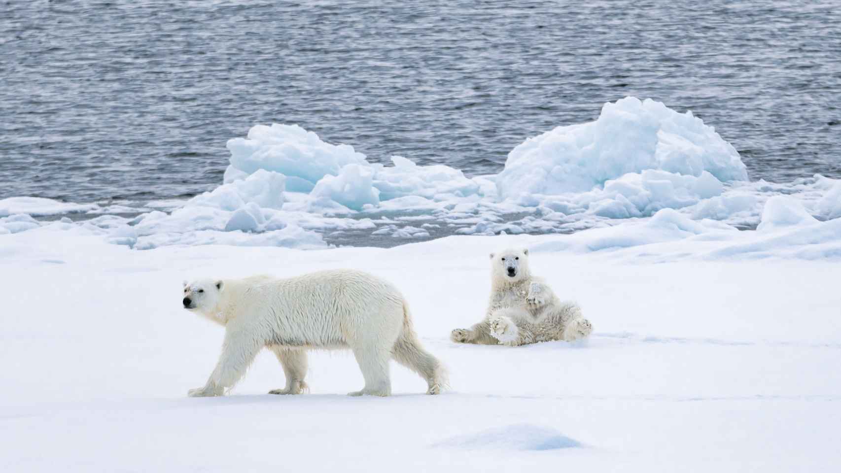 Ver osos polares estará garantizado en los cruceros árticos, que empiezan en abril.