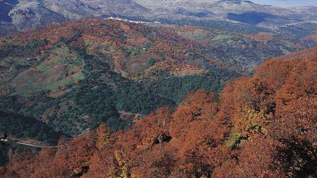 El Bosque de Cobre abarca una gran parte de la Serranía de Ronda.