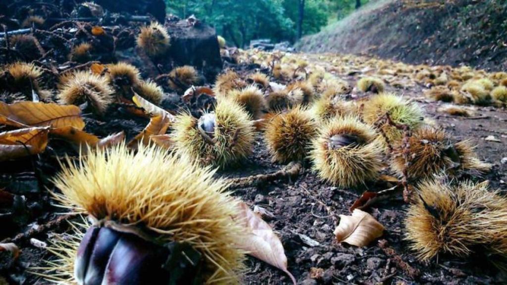 La castaña es uno los frutos fundamentales para la economía de la zona.