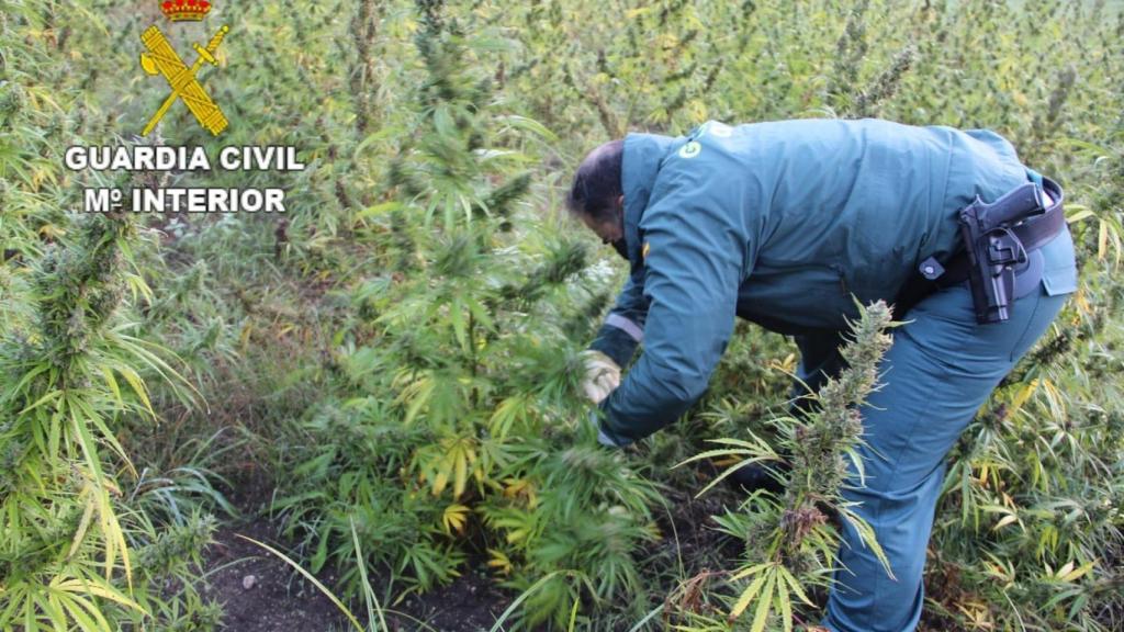 Investigado en Outes (A Coruña) el dueño de una finca con 2.500 plantas de marihuana