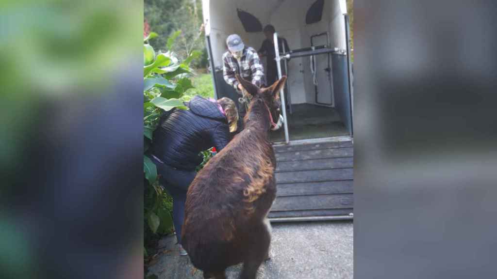 El burro Pancho entrando en el remolque que le lleva a Vedra.