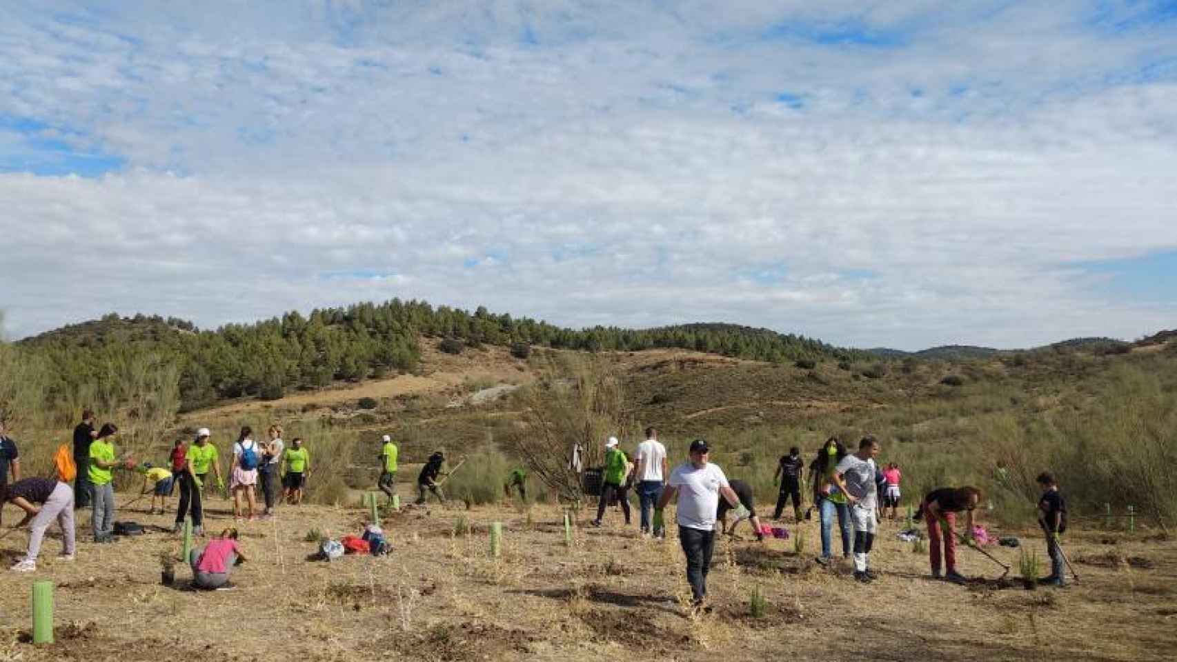 Arbolada de reforestación en Antequera (Málaga)