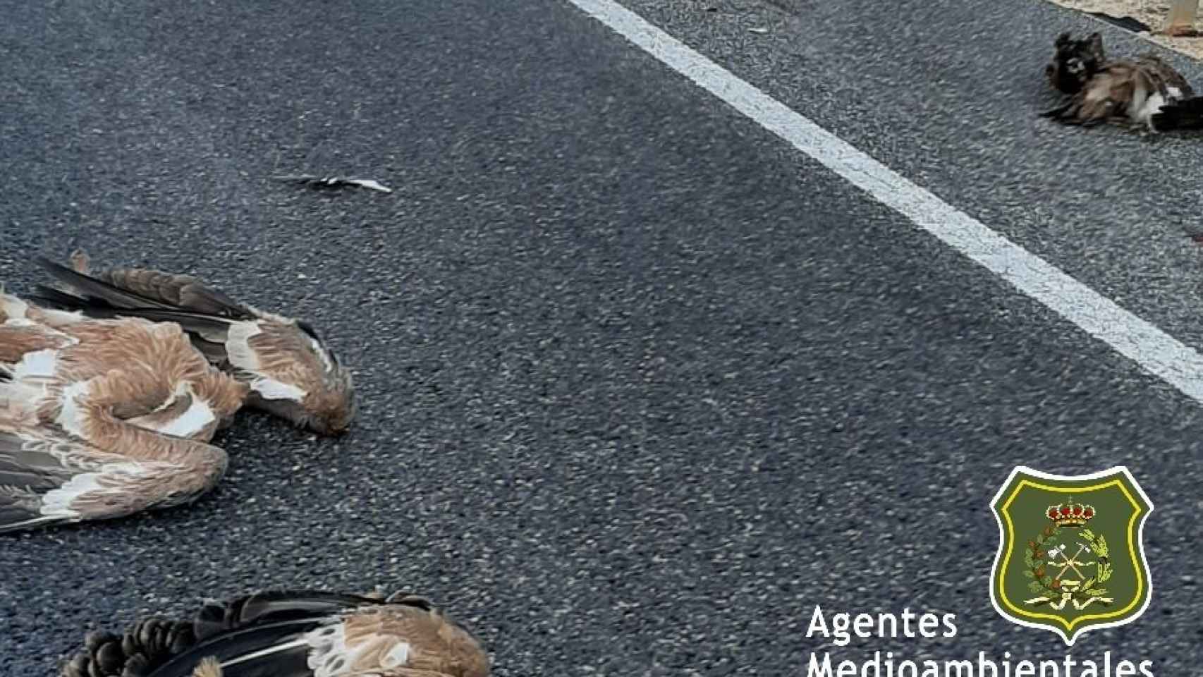 Atropellados seis buitres leonados en una carretera de la provincia de Soria