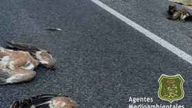 Atropellados seis buitres leonados en una carretera de la provincia de Soria