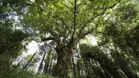 Carballo de Conxo, entre los candidatos para representar a España en el certamen Árbol Europeo del Año 2022.