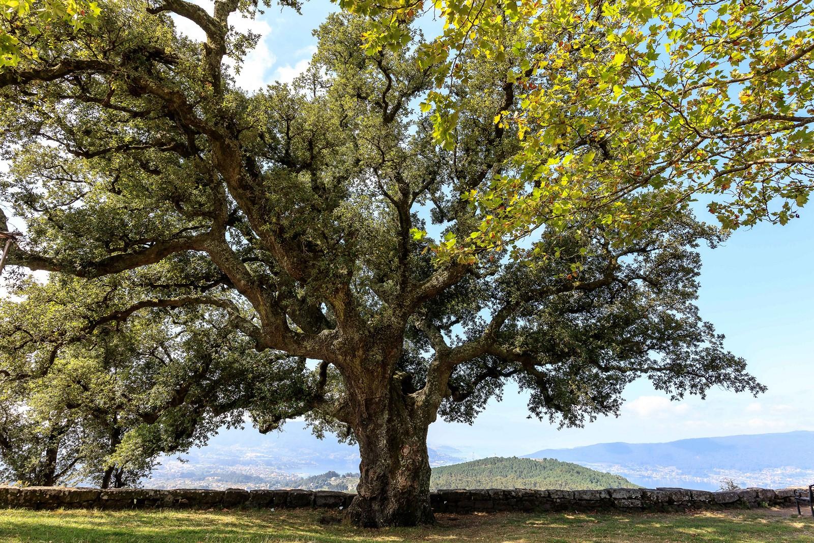 Alcornoque en el Monte da Peneda, Redondela. Foto: Xunta