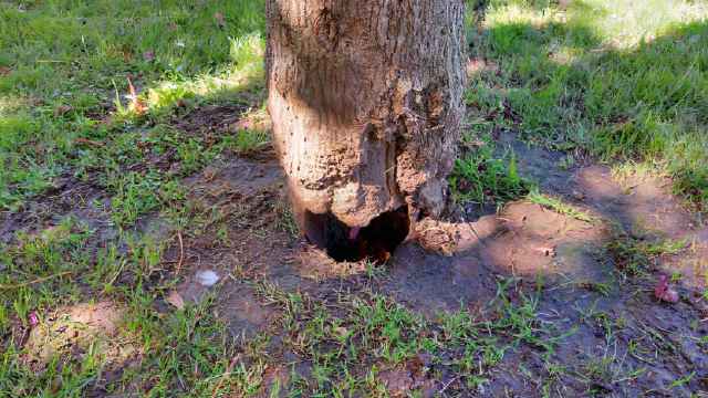 Árbol en mal estado.