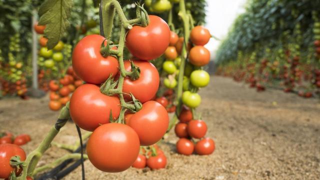 Tomates de invernaderos solares