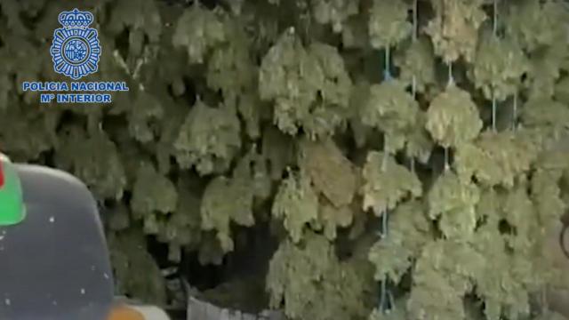 Megaplantación de marihuana en la provincia de Toledo: cuatro toneladas de droga