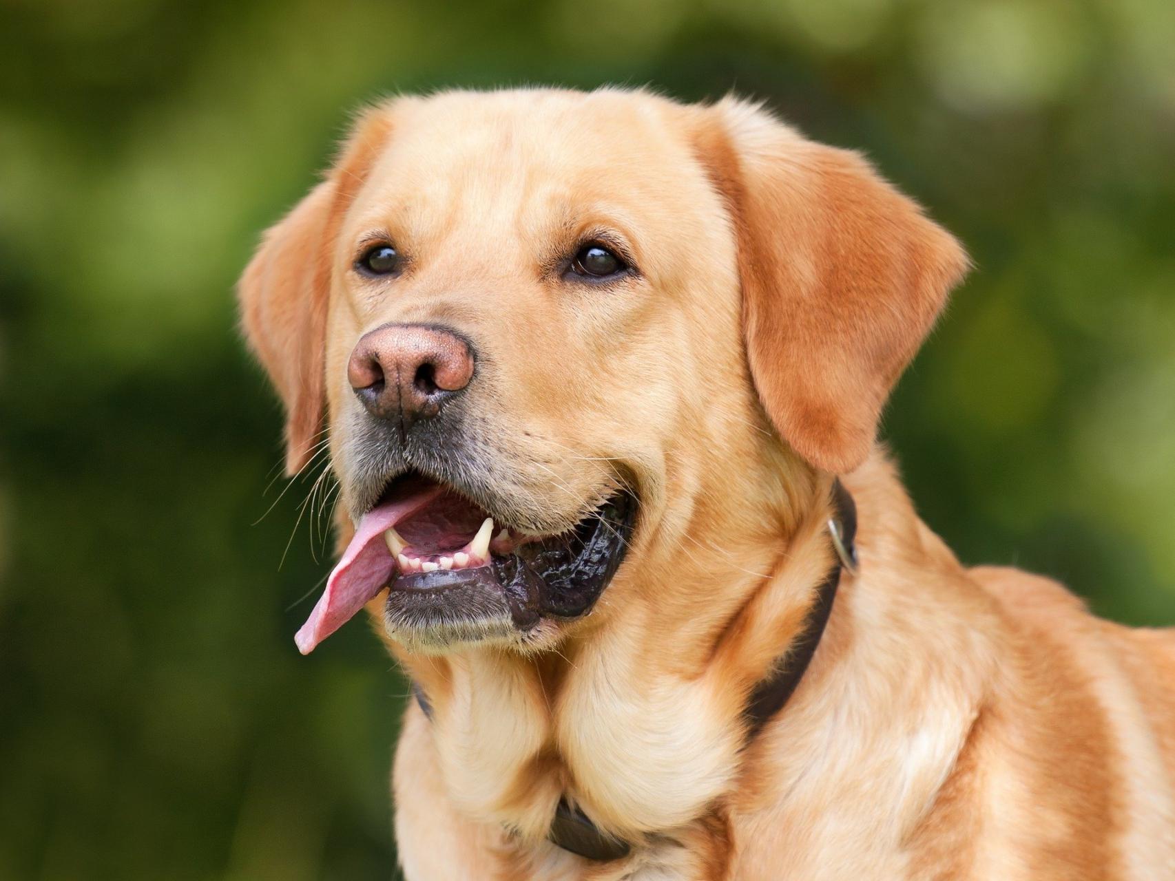 cuales son los cachorros mas lindos del mundo