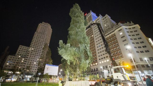 El abeto de 18 metros de altura que ha colocado Madrid en la Plaza de España.