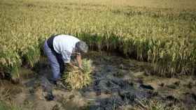 Un segador trabaja en un campo de arroz en la zona de la Albufera.