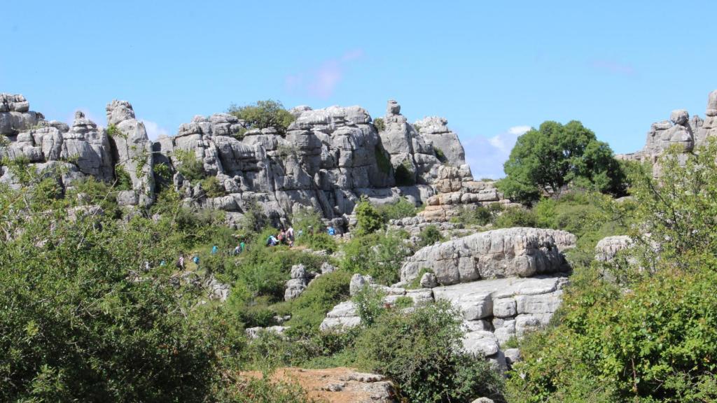 La Ruta Verde conduce directamente al árbol de Montpellier.