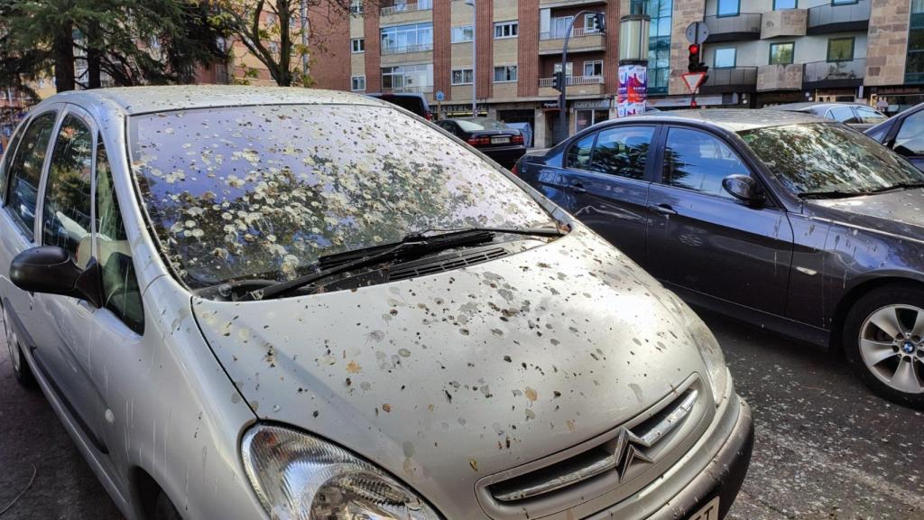 Suciedad en las calles de Salamanca por los excrementos de estorninos y palomas