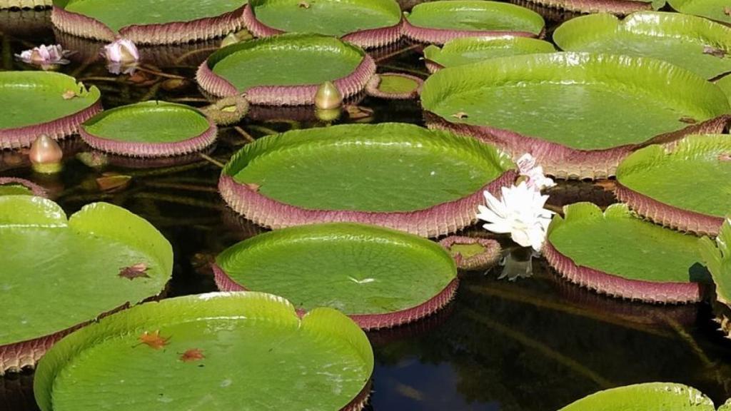 El jardín de La Concepción es uno de los lugares más especiales de Málaga