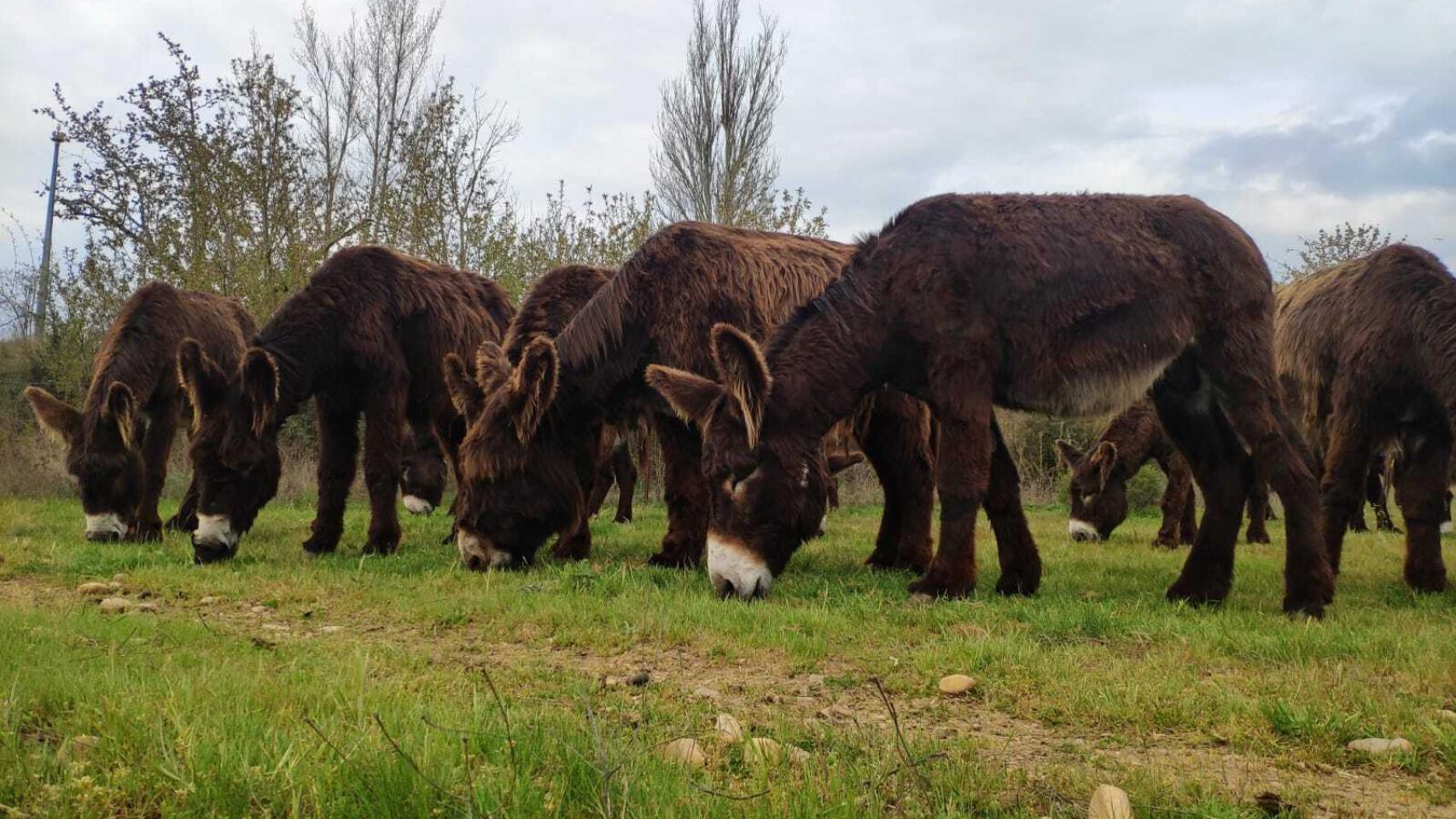 Burros zamorano-leoneses