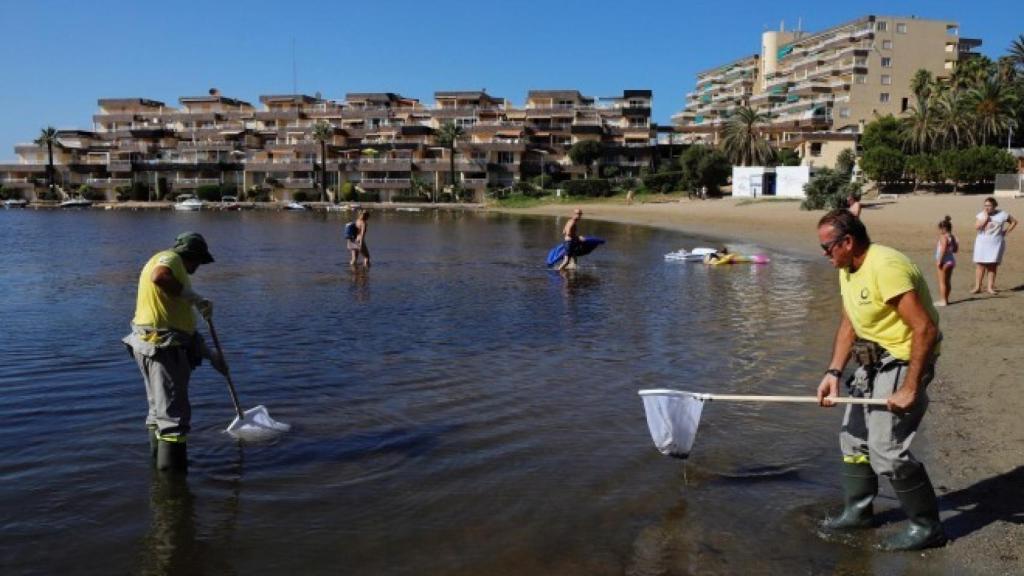 Operarios limpiando las aguas del Mar Menor.