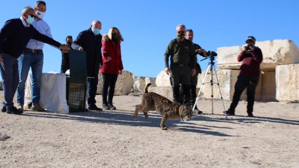 Castilla-La Mancha vuelve a convertirse en tierra de linces ibéricos