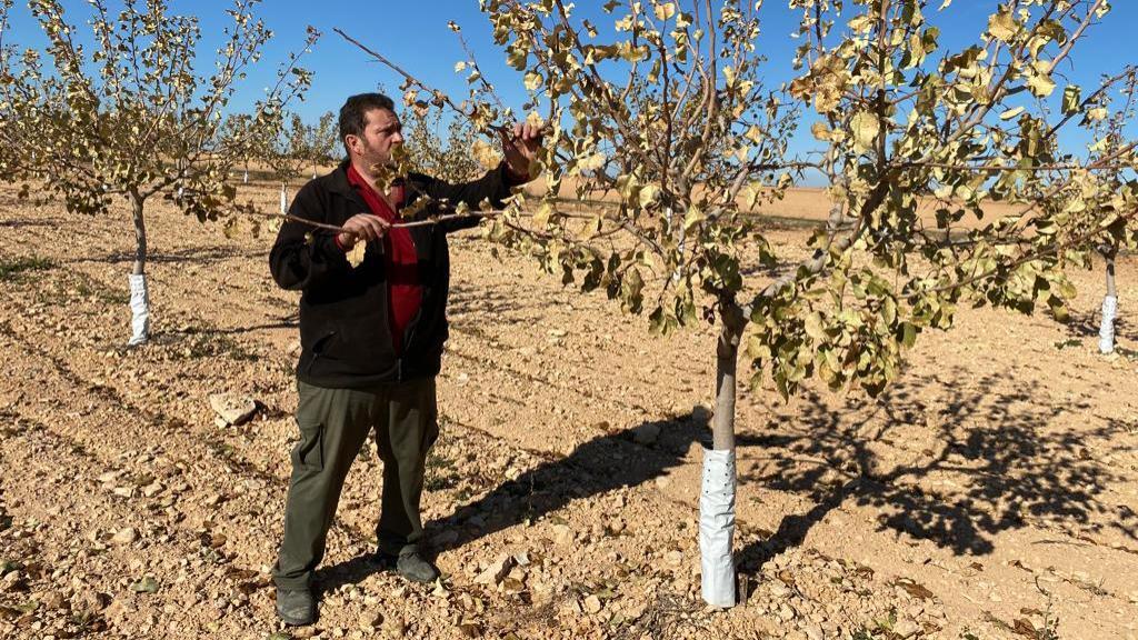 Jesús Pacheco Perea, agricultor, junto a uno de sus árboles de pistacho.