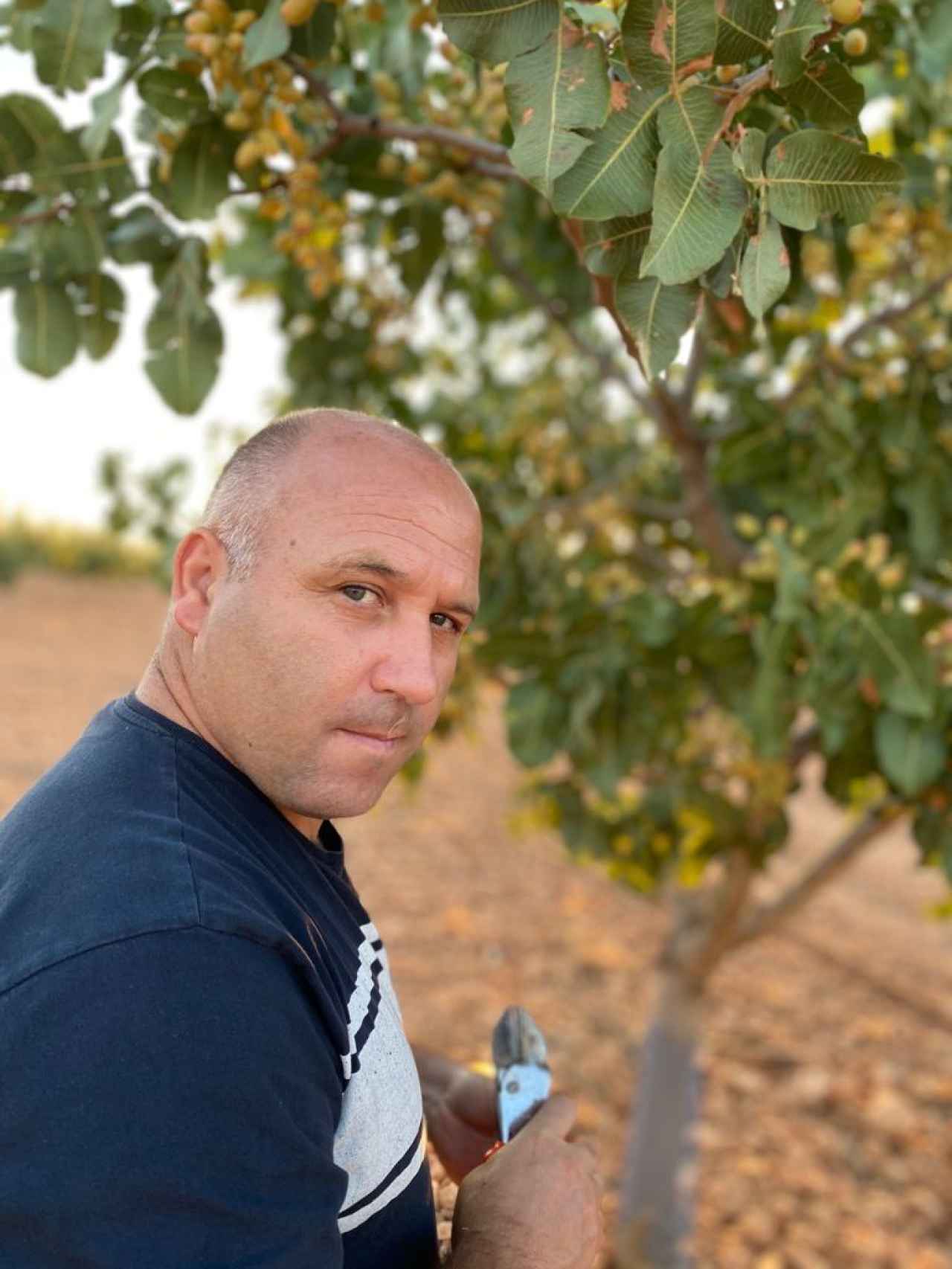 Paulino Santos-Orejón, productor de pistachos ecológicos, junto a sus cultivos.