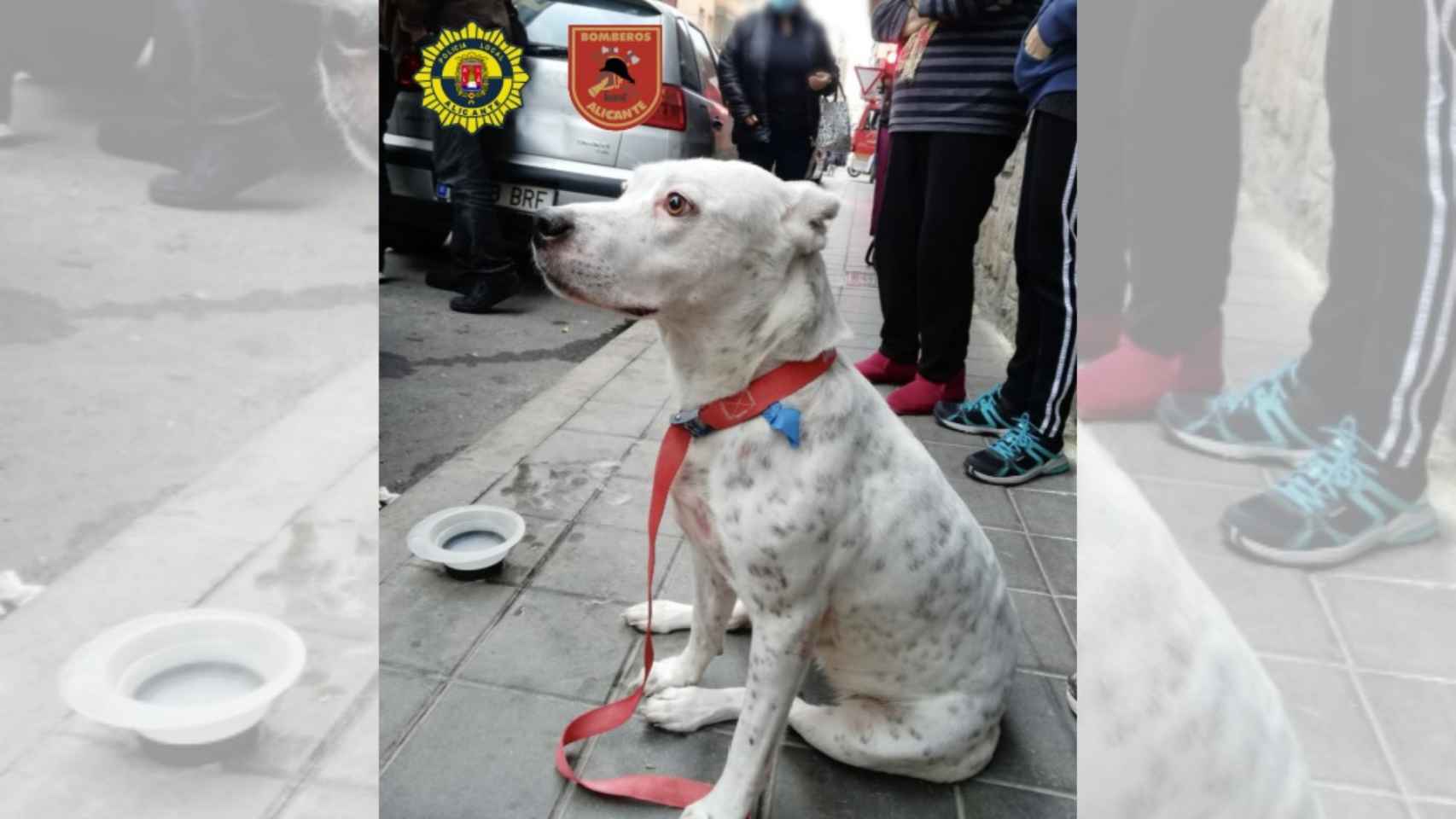 El perro rescatado por un vecino en Alicante.