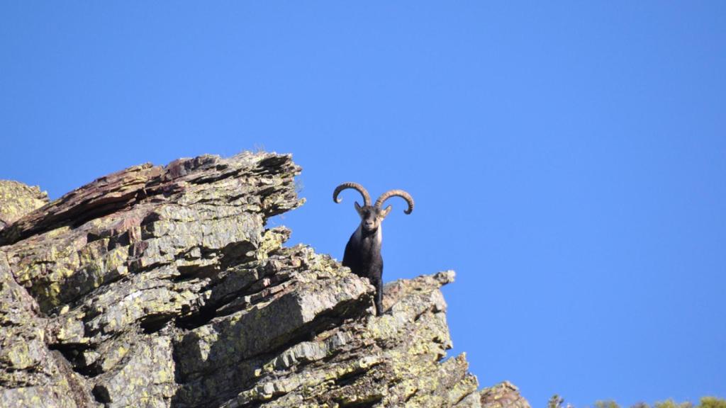 Un venado en Las Batuecas./ Foto Zacarías Velázquez