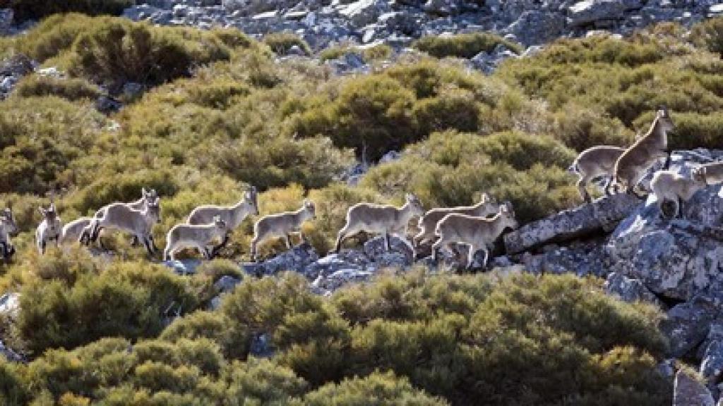 La cabra montés de la reserva de caza de La Batueca, una especie a controlar por su crecimiento exponencial