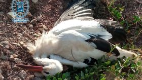 Uno de los ejemplares de cigüeña blanca hallado muerto.