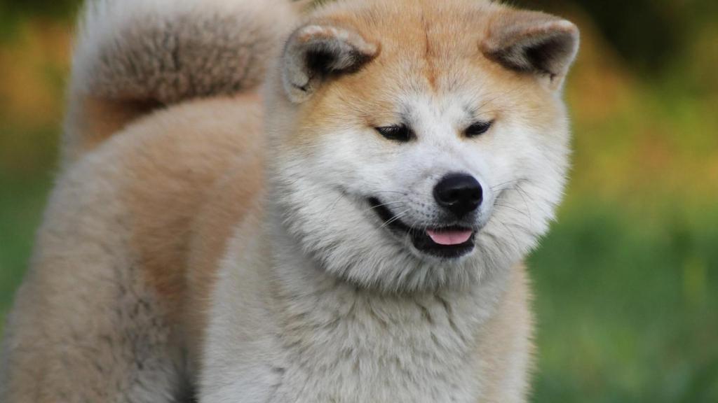 Akita Inu