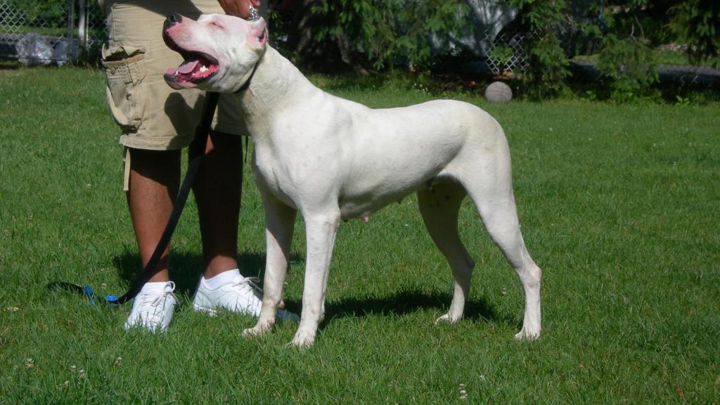 Dogo Argentino