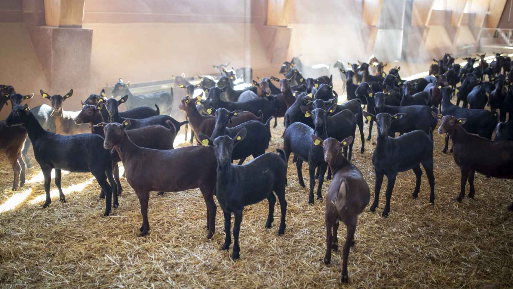 Desde su fundación, El Cantero de Letur ha producido lácteos ecológicos. Su ganado vive en condiciones dignas.