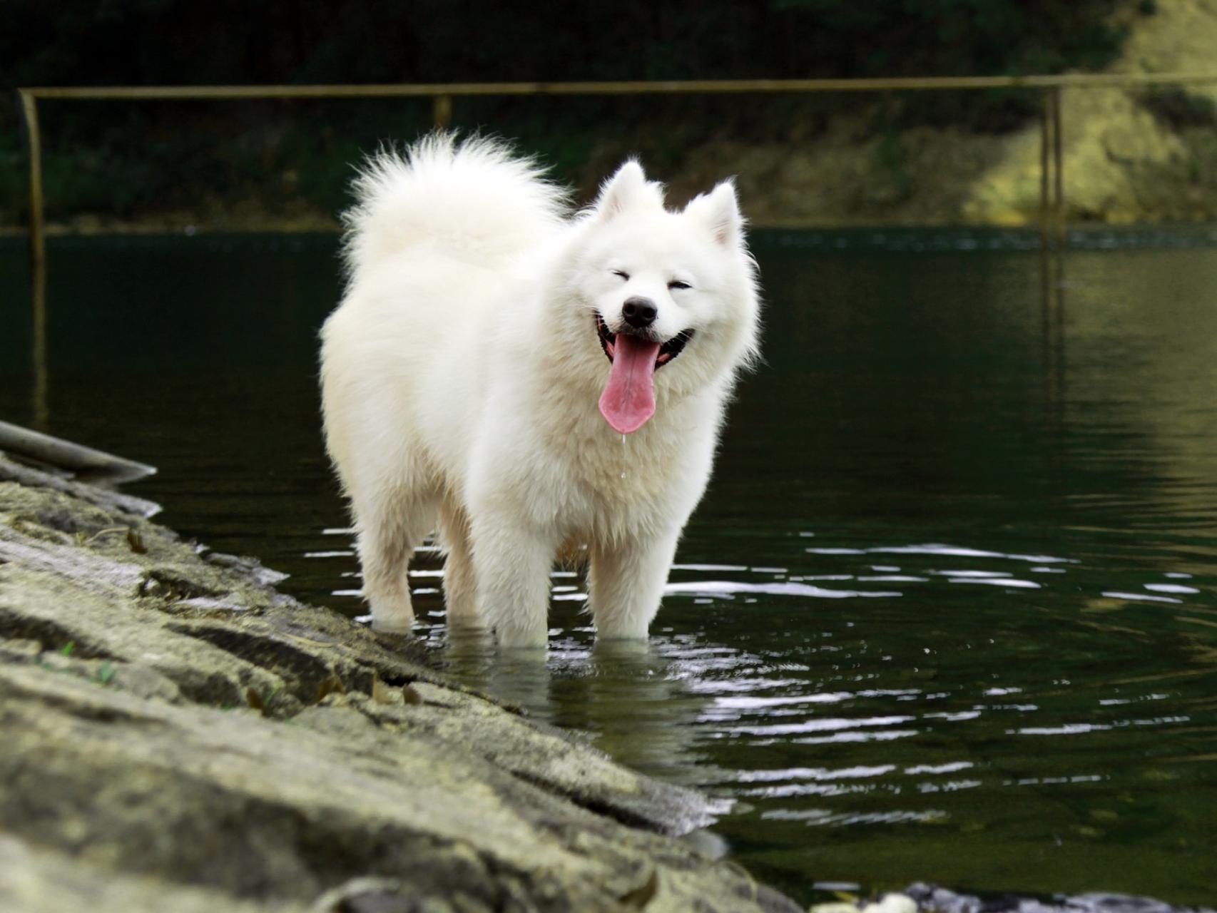 son los perros esquimales lobos domesticados