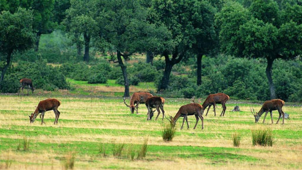 Parque Nacional de Cabañeros