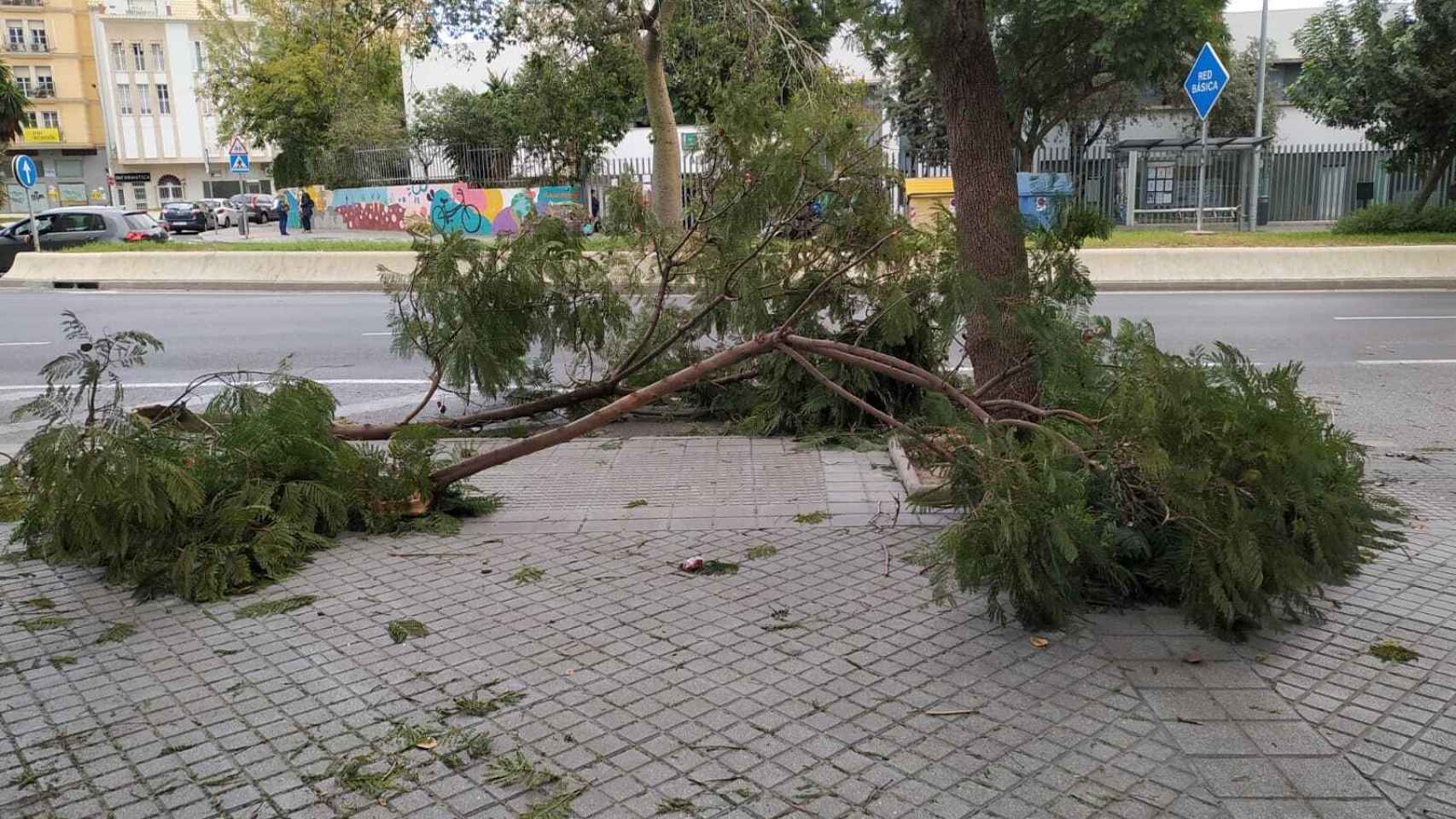 Efectos del fuerte viento en un árbol de Málaga