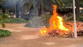 Imagen de la palmera ardiendo en el paseo del Parque de Málaga.