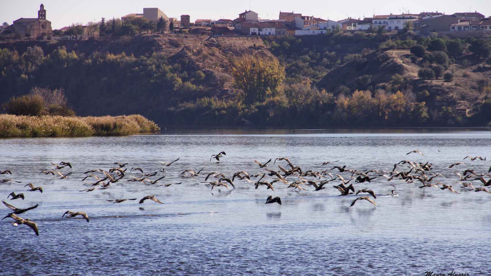 Un grupo de aves levanta el vuelo en las aguas del Duero a su paso por Castronuño