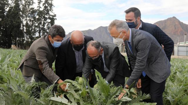 El presidente de la Diputación, Carlos Mazón, en la recogida de la primera alcachofa del año.