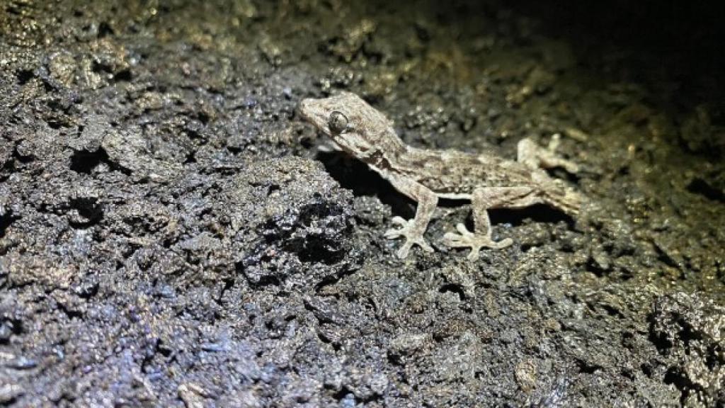 El volcán de La Palma no acaba con la fauna silvestre: Es increíble lo fieles que son a su territorio