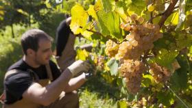 De Galicia al mundo: el origen y evolución del vino con D.O. Rías Baixas