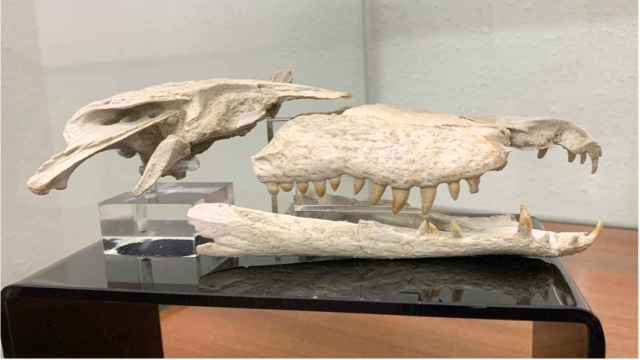 Fósil del cocodrilo 'Duerosuchus piscator' de la Sala de las Tortugas de la USAL. Autor: Santiago Martín